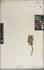 Foto von Salix lanata L.
